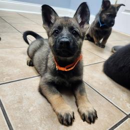 Xena (Orange female) - Sable female German Shepherd puppy in Winchester, Kentucky from Del Lago Canine