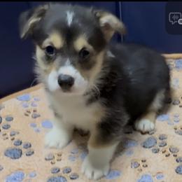 AKC Green Cow - Black and tan male Pembroke Welsh Corgi puppy in Summerfield, Florida from Promise Land Farm
