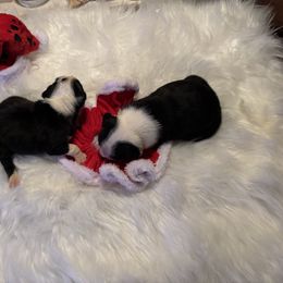 Joker - Black and white male Boston Terrier puppy in Covington, Georgia from Tuxedo Bostons of Atlanta