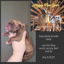 Great Dane Puppies from LakeSide Danes