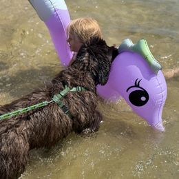 Gorgeous OFA - Brown male Newfoundland puppy in Falmouth, Michigan from Dyer Lake Newfoundland’s