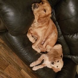 Golden Retriever Puppies from Goldens of Hamm Hollow