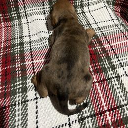 Pumpkin - Dapple male Dachshund puppy in Milroy, Pennsylvania from Not Your Average Weiner