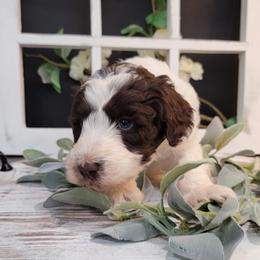 Aussiedoodle and Goldendoodle Puppies from Hunting Creek Kennels