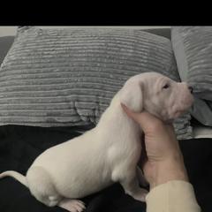 Boy 4 - Dogo Argentino puppy from First-Class Lineage