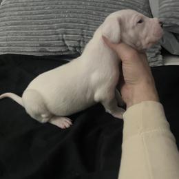 Boy 4 - Dogo Argentino puppy from First-Class Lineage