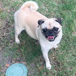 Dixie - Pug