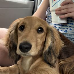 Sage - Dachshund