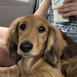 Sage - Dachshund