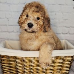 Paddy - Merle-sable male Saint Berdoodle puppy in Battle Ground, Washington from Mad Hatter Farms Saint Berdoodles
