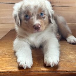 Australian Shepherds from Calinora Australian Shepherds