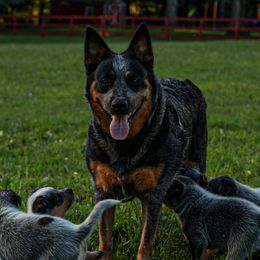 Buggie - Australian Cattle Dog