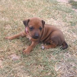 Maggie - Red wheaten female Rhodesian Ridgeback puppy in Carney, Oklahoma from River Run Parson Russell terriers & River Run Ridgebacks