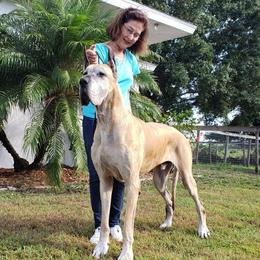 Great Danes from MoonRiver Danes