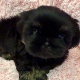 Boy 1 Black and Tan Dobie - Black and tan male Shih Tzu puppy in North Port, Florida from Marlene Kenney's Shih Tzus