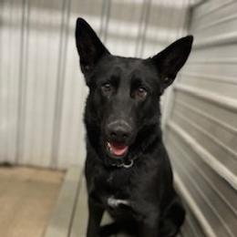 Ivy - German Shepherd