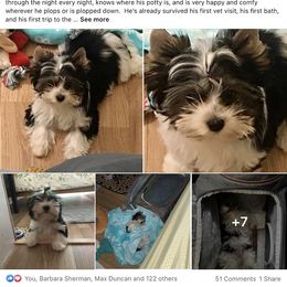 Biewer Terrier Puppies from Rocky Mountain Biewer Terriers