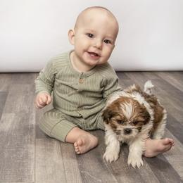 Shih Tzu, Shorkie, Yorkipoo, and Yorkshire Terrier Puppies from Little Rascal Ranch