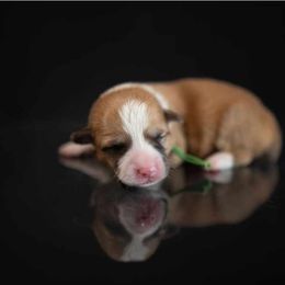 American Corgi and Pembroke Welsh Corgi Puppies from Constellation Corgi
