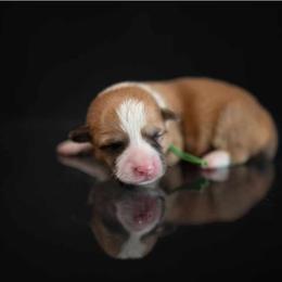 American Corgi and Pembroke Welsh Corgi Puppies from Constellation Corgi