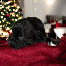 Korean Maltipoo Girl 1 - Black & white female Maltipoo puppy in Mooresville, North Carolina from Clearview Canines