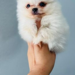 Pomeranian Puppies from Dory Poms Zuñiga