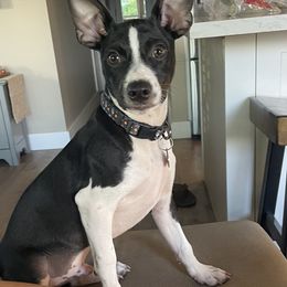 Rat Terrier Puppies from Haiku Rat Terriers