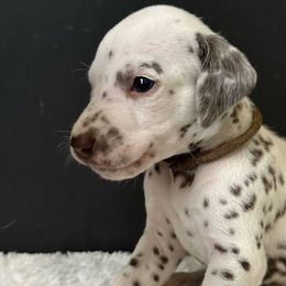 Boy brown - Dalmatian puppy from dreamz_dalmatianz101