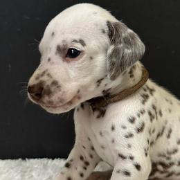 Boy brown - Dalmatian puppy from dreamz_dalmatianz101