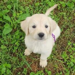 Ms. Light Purple - Light golden female Golden Retriever puppy in Campton, Kentucky from ElkRidge Goldens