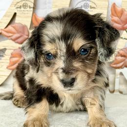 Mr. Red-4600 - Dapple male Dachshund puppy in Ocala/Gainesville, Florida from From the Heart Doxies
