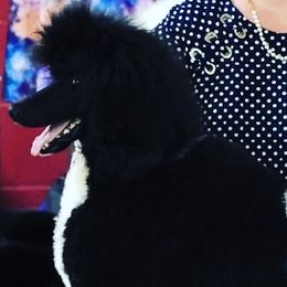 Seiga - Poodle