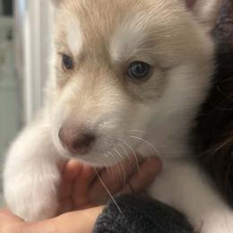 Silo - Gray and white female Siberian Husky puppy in Middlebury, Vermont from Rebel Huskys
