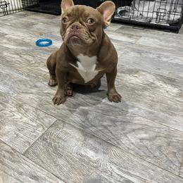 Sissy and Savage - Fawn female French Bulldog puppy in Oxnard, California from Golden Star Frenchies