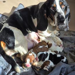 Harper - Basset Hound