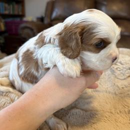 Ollie - Blenheim male Cavapoo puppy in Brandenburg, Kentucky from Bluegrass River Newfoundlands