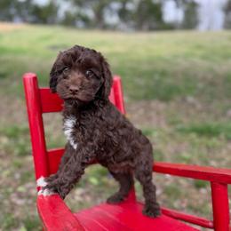 Hazel - Brown and white female Cockapoo puppy in Albany, Kentucky from Windy Pines Farm