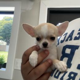 Nano - Fawn and white male Chihuahua puppy in Miami, Florida from GioVel Chihuahua and Italian greyhounds