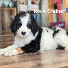 Rocker Steiner - Black tri-color male Aussiedoodle puppy in Lancaster, Minnesota from Finney Ranch