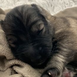 German Shepherd Puppies from Park Hill German Shepherds