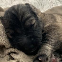 German Shepherd Puppies from Park Hill German Shepherds