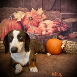 Missy - Dachshund