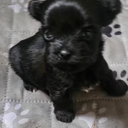Minnie - Parti female Yorkshire Terrier puppy in Hamilton, Ohio from Purebred Yorkies of Ohio