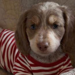 Major - Fawn (Isabella) male Dachshund puppy in Bentonville, Arkansas from T & D Dachshunds by design