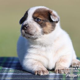 Charlie Girl 1 - Red speckled female Australian Cattle Dog puppy in Point, Texas from Lakylu Kennels