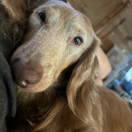 Kodak - Dachshund