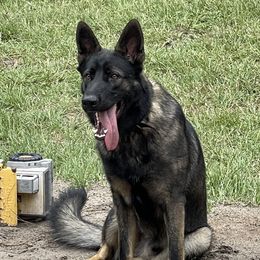 Loki - German Shepherd