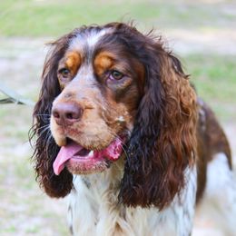 English Springer Spaniel All Grown Up from Eagle Trail Kennels