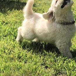 Poodle Puppies from Hidden Treasures Farm LLC