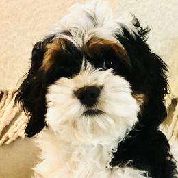 Cockapoo Puppies from Lulu's Cockapoos